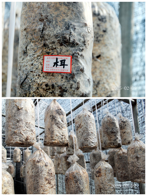 食用菌——合肥立新食用菌培训基地 木耳吊袋栽培