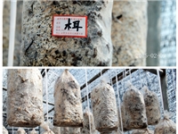食用菌——合肥立新食用菌培训基地 木耳吊袋栽培