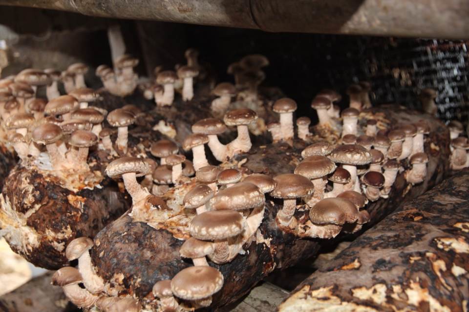 食用菌——香菇