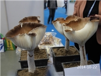 食用菌——熊掌菇
