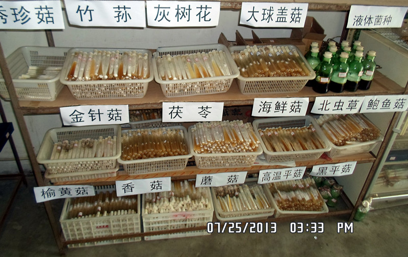 合肥立新食用菌——菌种