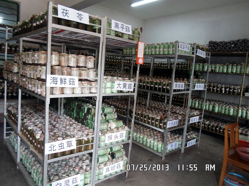 合肥立新食用菌——菌种1