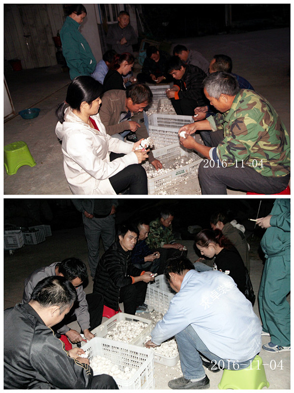 合肥立食用菌培训基地学员采收自己的劳动成果