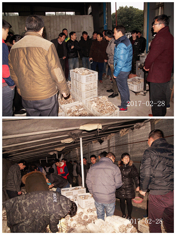 合肥立食用菌培训基地学员采收自己种植的劳动成果