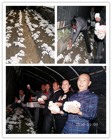 合肥立食用菌培训基地学员采收自己种植的劳动成果1