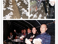 合肥市庐阳区食用菌协会学员采收自己种植的劳动成果1