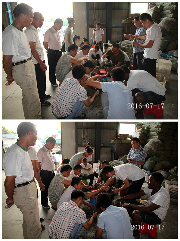 合肥立新菌种场培训基地学员实习双孢蘑菇菌种制作技术