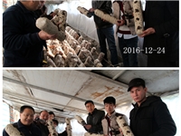 合肥市庐阳区食用菌协会学员听老师讲解木耳出耳管理要点