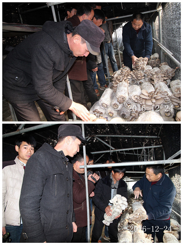 合肥立新菌种场培训基地学员听老师讲解平菇出菇管理要点