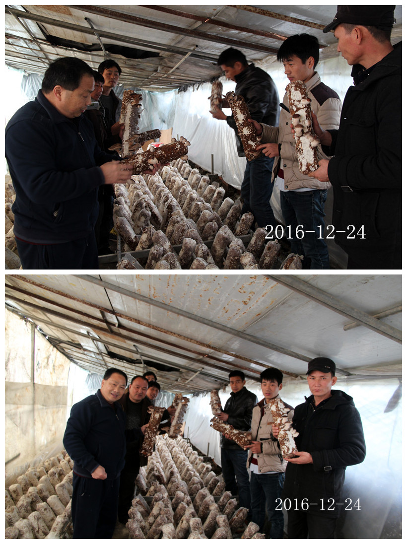 合肥立新菌种场培训基地学员听老师讲解香菇出菇管理要点