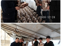 合肥市庐阳区食用菌协会学员听老师讲解香菇出菇管理要点
