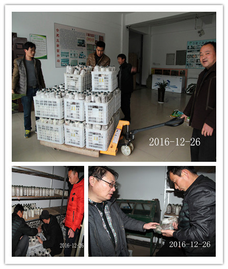 合肥立新菌种场培训学校学员实习菌种管理——检查杂菌