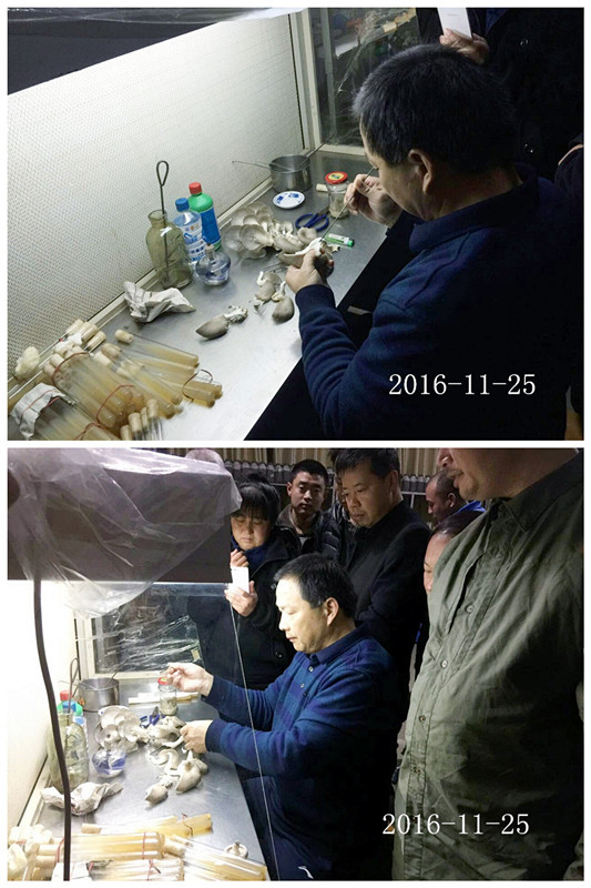 合肥立新菌种场培训学校学员实习野生菌菌种提取及驯化技术2