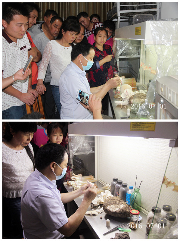 合肥立新菌种场培训学校学员实习野生菌菌种提取及驯化技术3