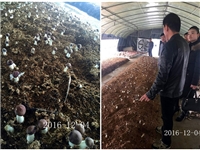 合肥市庐阳区食用菌协会学员在合肥立新菌种场大球盖菇种植培训基地