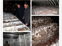 合肥市庐阳区食用菌协会学员在合肥立新菌种场平菇种植培训基地