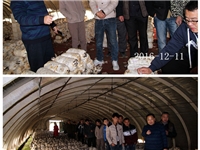 合肥市庐阳区食用菌协会学员在合肥立新菌种场平菇种植培训基地1