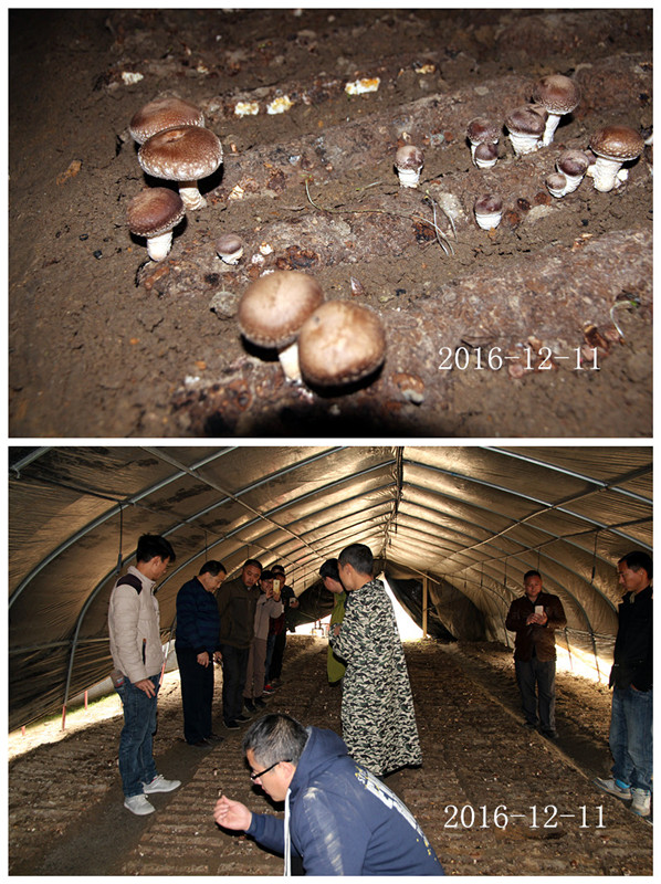 合肥立新菌种场培训学校学员在合肥立新菌种场香菇种植培训基地