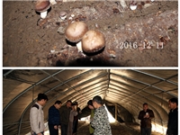 合肥市庐阳区食用菌协会学员在合肥立新菌种场香菇种植培训基地