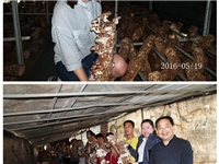 合肥市庐阳区食用菌协会学员在香菇种植培训基地