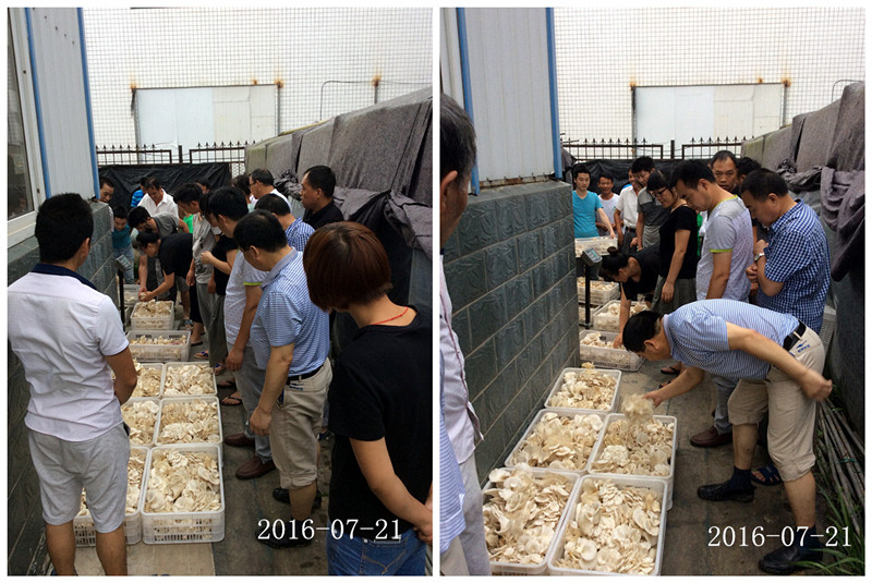 合肥立新食用菌培训基地学员们采摘自己的种植高温平菇