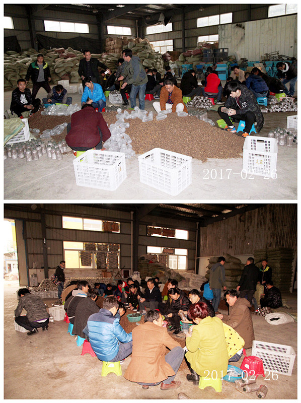 合肥立新食用菌培训基地学员实习菌种制作技术