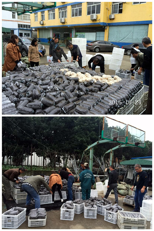 合肥立新食用菌培训基地学员实习食用菌生产出锅冷却1