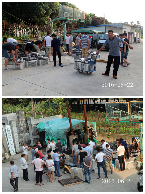 合肥立新食用菌培训基地学员实习食用菌生产出锅冷却2