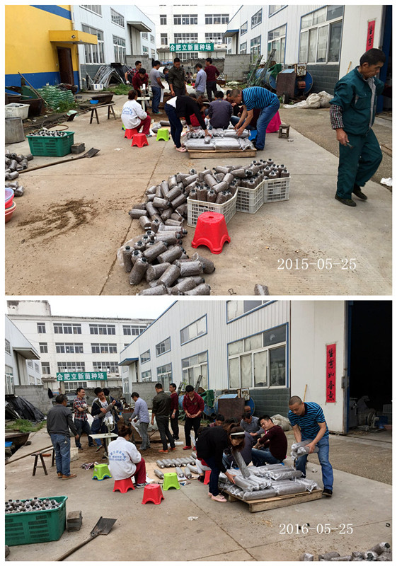 合肥立新食用菌培训基地学员实习食用菌栽培技术1
