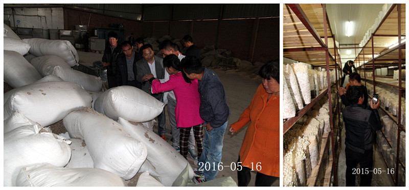 合肥立新食用菌培训基地学员在金针菇种植培训基地