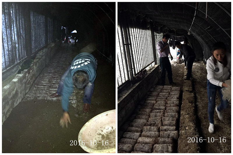 合肥立新食用菌培训学校学员实习鸡枞菌、双孢菇、鸡腿菇种植技术