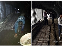 合肥市庐阳区食用菌协会学员实习鸡枞菌、双孢菇、鸡腿菇种植技术