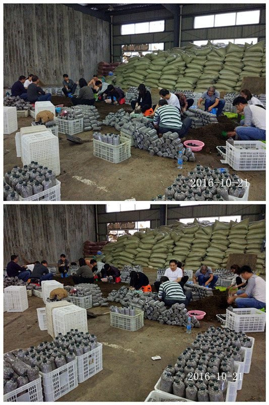 合肥立新食用菌培训学校学员实习食用菌菌种制作技术1