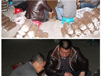 合肥市庐阳区食用菌协会学员实习食用菌生料栽培技术