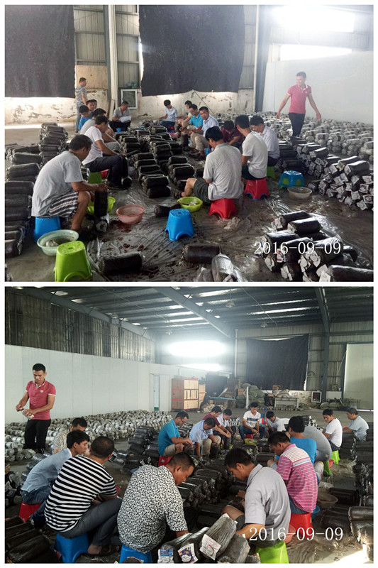 合肥立新食用菌培训学校学员实习食用菌栽培技术4