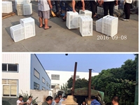 合肥市庐阳区食用菌协会学员实习食用菌栽培技术5