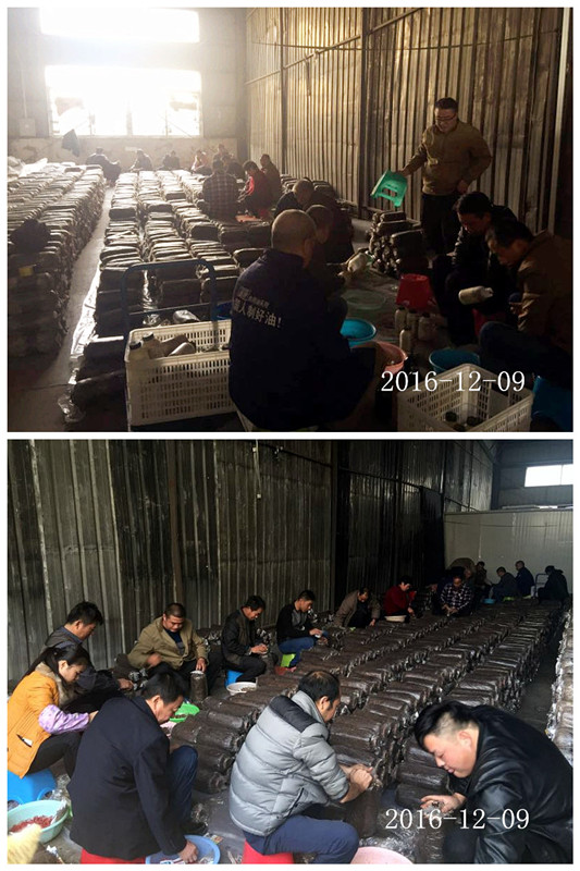 合肥立新食用菌培训学校学员实习食用菌栽培技术---开放式生产接种