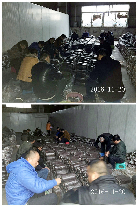 合肥立新食用菌培训学校学员实习食用菌栽培技术---平菇、秀珍菇、榆黄菇等生产接种