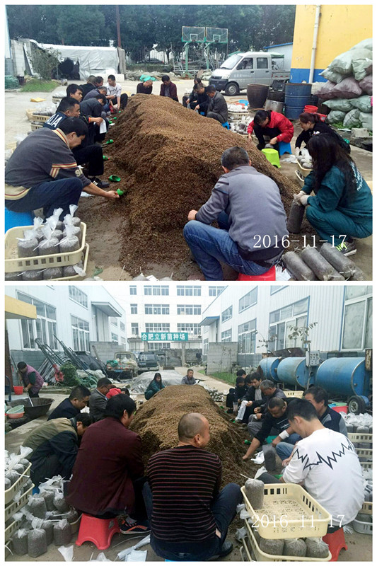 合肥立新食用菌培训学校学员实习食用菌栽培技术---生产装袋