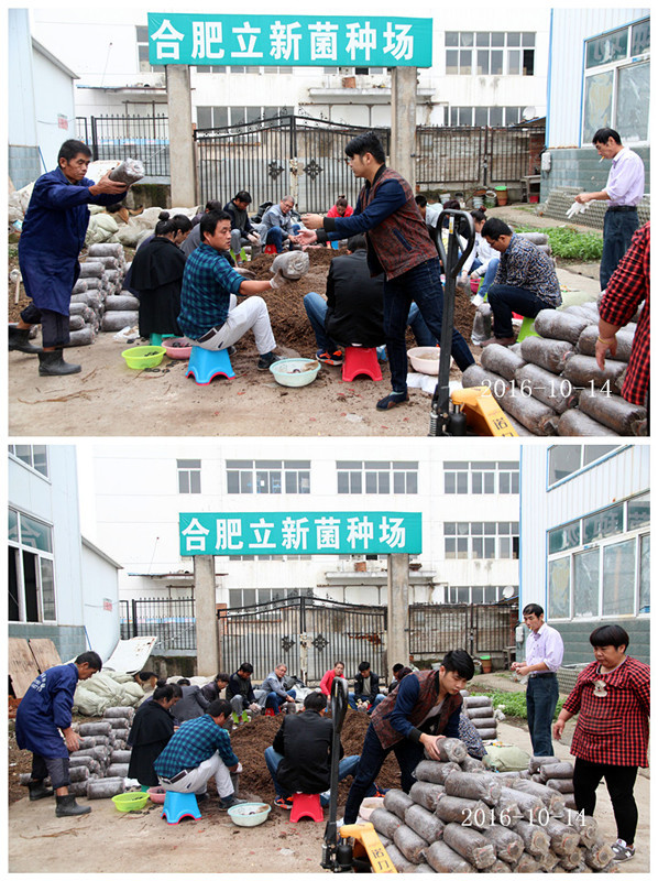 合肥立新食用菌培训学校学员实习食用菌栽培技术---生产装袋1