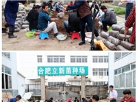 合肥市庐阳区食用菌协会学员实习食用菌栽培技术---生产装袋1