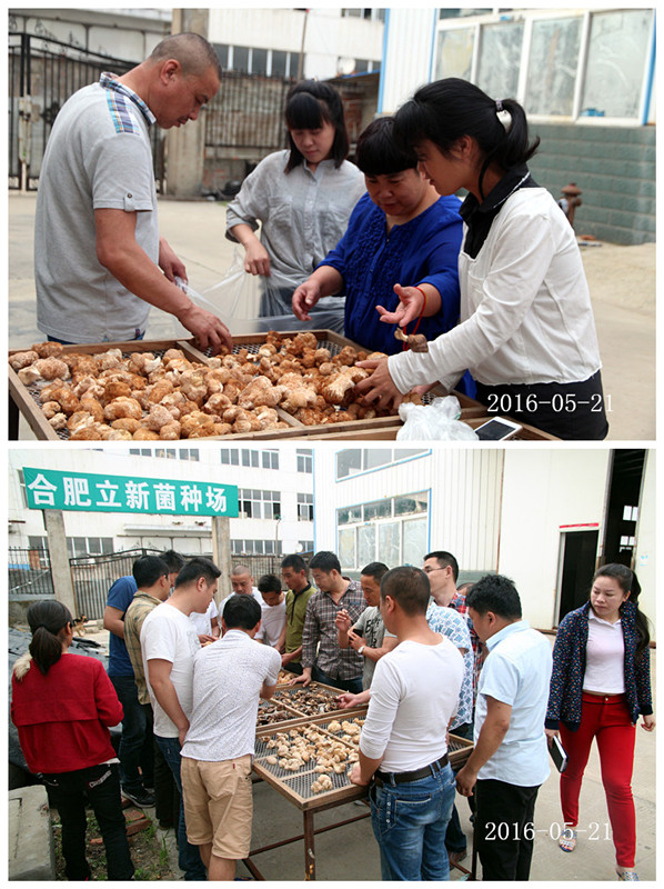 合肥立新食用菌培训学校学员实习鲜菇的制干方法