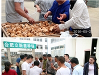 合肥市庐阳区食用菌协会学员实习鲜菇的制干方法