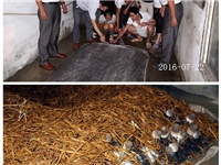 合肥市庐阳区食用菌协会学员在草菇种植基地听老师讲解管理要点