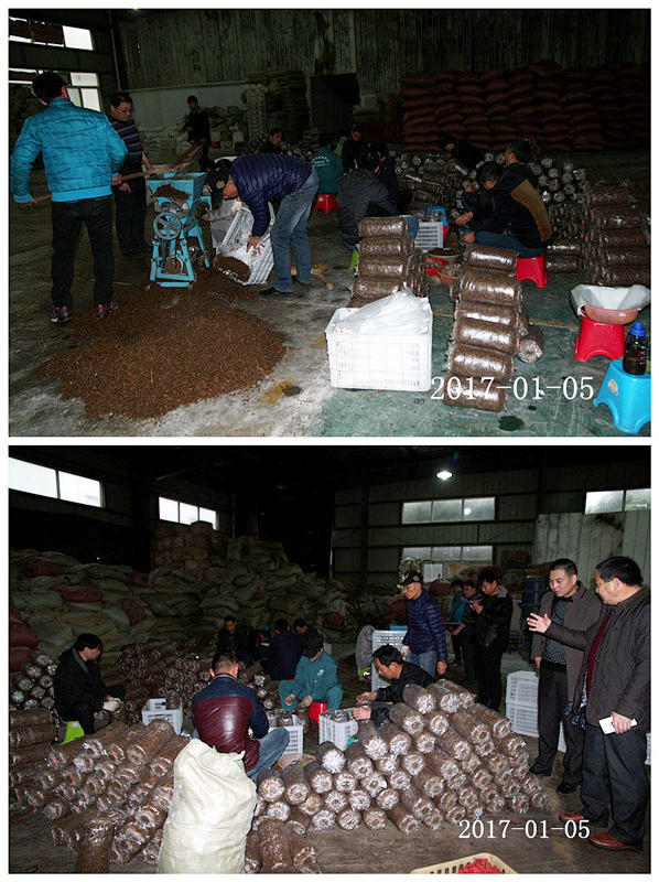 合肥立新食用菌培训学校学员在亲手实习生产制袋