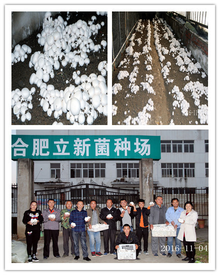 2016年11月4日合肥立新菌种场培训学校学员在合肥立新食用菌培训基地采菇合影
