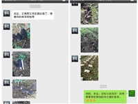 云南丽江学员成功种植羊肚菌