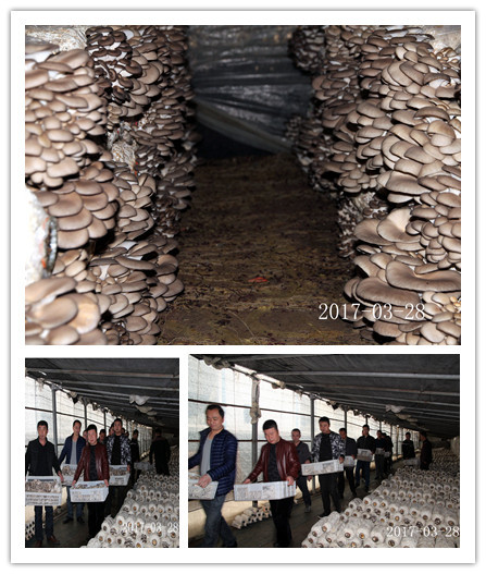 合肥市庐阳区食用菌协会学员在平菇种植培训基地