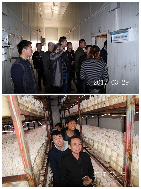 合肥市庐阳区食用菌协会学员在合肥立新菌种场海鲜菇工厂化种植培训基地