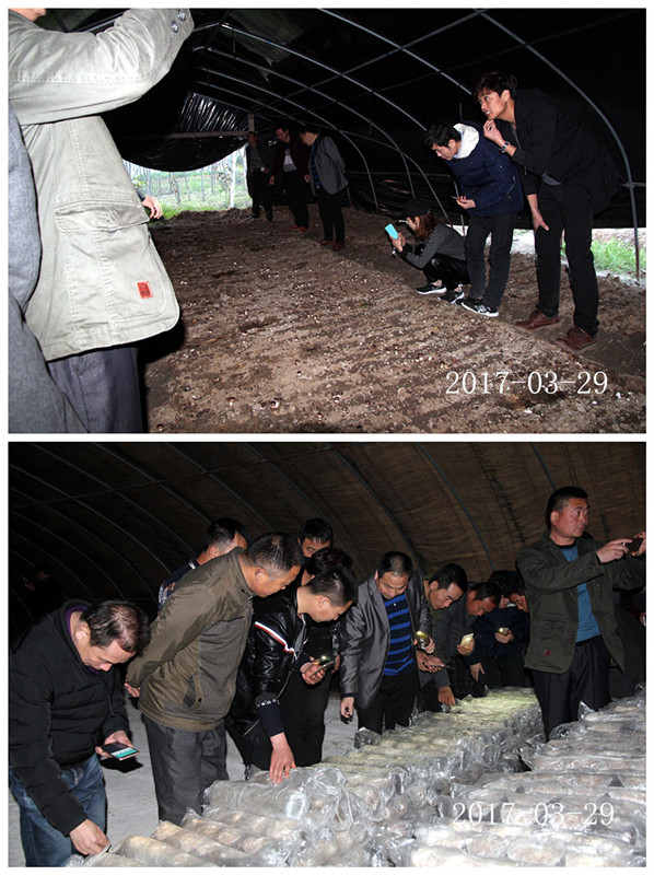合肥市庐阳区食用菌协会学员在合肥立新菌种场香菇种植培训基地